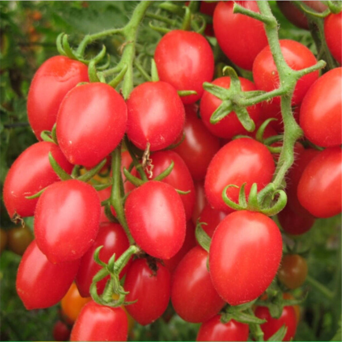 Семена томатов черри