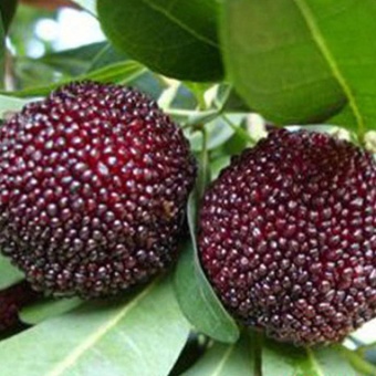 Sunshop 10Pcs Arbutus Tree Delicious Chinese Fruit Seeds For Healthy And Home Garden Easy Grow - Intl June 2018 - 4 Sunshop 10Pcs Arbutus Tree Delicious Chinese Fruit Seeds For Healthy And Home Garden Easy Grow - intl - 4