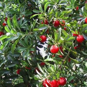 Sunshop 10Pcs Arbutus Tree Delicious Chinese Fruit Seeds For Healthy And Home Garden Easy Grow - Intl June 2018 - 5 Sunshop 10Pcs Arbutus Tree Delicious Chinese Fruit Seeds For Healthy And Home Garden Easy Grow - intl - 5