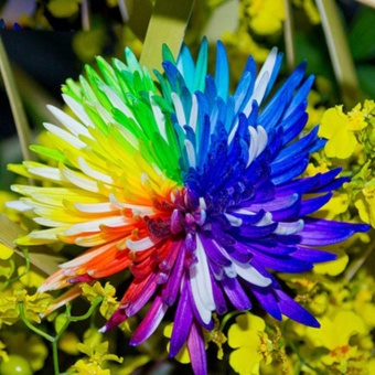Elife 20Pcs Rainbow Chrysanthemum Seeds Rare Flowers Seed - Intl June 2018 - 4 Elife 20Pcs Rainbow Chrysanthemum Seeds Rare Flowers Seed - intl - 4
