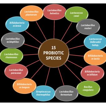 Verdana Probiotic With 150 Billion CFU / 15 Strains (One Of TheHighest) June 2018 - 4 Verdana Probiotic with 150 Billion CFU / 15 Strains (One of theHighest) - 4